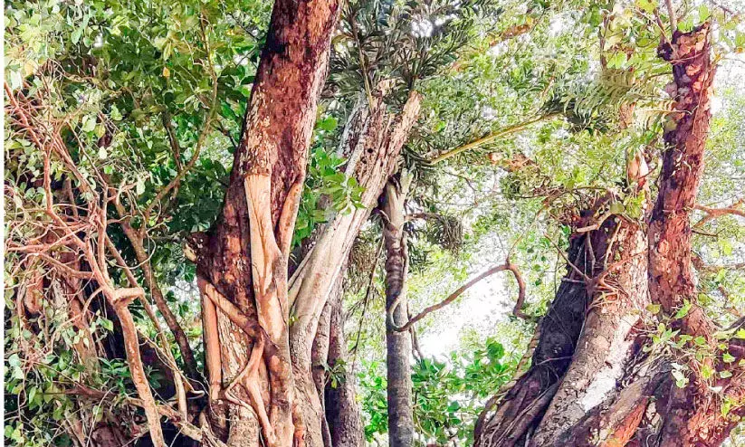 സഞ്ചാരികൾക്ക്​ കൗതുകക്കാഴ്ച; ആലിനുമുകളിൽ പന കായ്ച്ചു