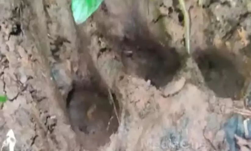 ബത്തേരിയില്‍ തൊഴിലാളികൾക്ക് നേരെ ചാടി കടുവ; രക്ഷപ്പെട്ടത് തലനാരിഴക്ക്