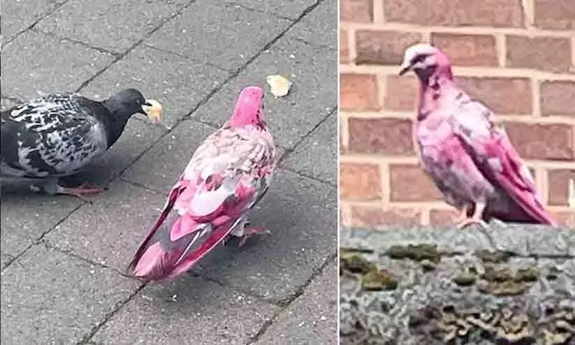 ലണ്ടൻ നഗരത്തെ ഇളക്കി മറിച്ച് പിങ്ക് പ്രാവ്; അദ്ഭുതം കൂറി നാട്ടുകാർ