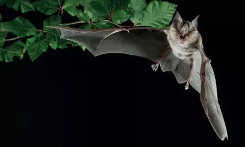 നിപ ആവർത്തിച്ചിട്ടും വവ്വാൽ പഠനത്തിന് അമാന്തം