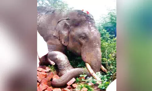 ഷോ​ക്കേ​റ്റ് ചെ​രി​ഞ്ഞ ആ​ന​യു​ടെ ജ​ഡം സം​സ്ക​രി​ച്ചു