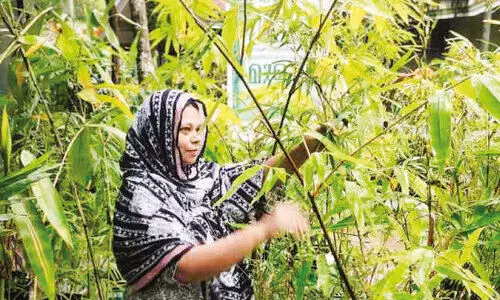 ഇ​ന്ന് ലോ​ക മു​ള​ദി​നം; മു​ള​പൊ​ട്ടി​യ ജീ​വി​തം