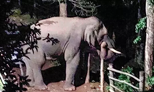 കാട്ടാന ശല്യം ഒഴിയുന്നില്ല; സമരത്തിന് ഒരുങ്ങി ജനകീയ സമിതി