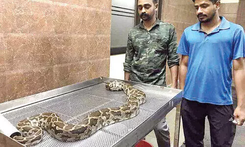 snake injured