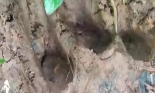 ബത്തേരിയില്‍ തൊഴിലാളികൾക്ക് നേരെ ചാടി കടുവ; രക്ഷപ്പെട്ടത് തലനാരിഴക്ക്