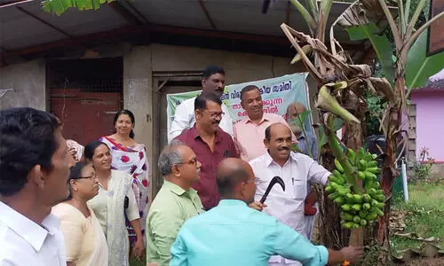 സമര വാഴക്കുലക്ക് 28000 രൂപ: ലേലതുക, അടുപ്പിൽ കെ റെയിൽ കല്ലിട്ട ഒറ്റമുറി കൂരക്ക് പകരം വീട് വെക്കാൻ