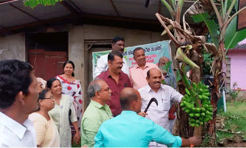 കെ-റെയിൽ സമര വാഴക്കുലക്ക് 28,000 രൂപ