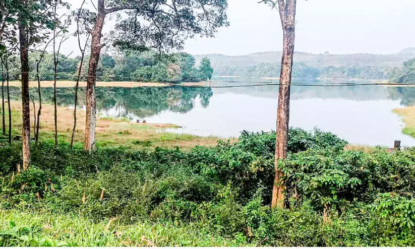 ജലാശയതീരത്തെ വനവത്കരണം; നിലവിലെ കിണറുകളും കുളങ്ങളും വഴികളും ഉപയോഗിക്കാം ജലാശയതീരത്തെ വനവത്കരണം; നിലവിലെ കിണറുകളും കുളങ്ങളും വഴികളും ഉപയോഗിക്കാം