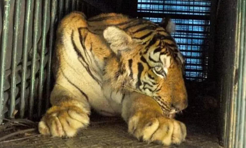 മൈസൂരുവിൽ എട്ടുവയസ്സുകാരനെ കൊന്നതെന്ന് കരുതുന്ന കടുവ പിടിയിൽ മൈസൂരുവിൽ എട്ടുവയസ്സുകാരനെ കൊന്നതെന്ന് കരുതുന്ന കടുവ പിടിയിൽ