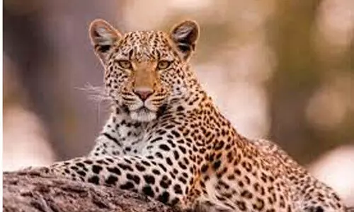 അണുബാധ; ബന്നാർഘട്ട മൃഗശാലയിൽ ഏഴ് പുലിക്കുഞ്ഞുങ്ങൾ ചത്തു