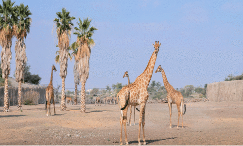 വേനൽ ഇടവേള കഴിഞ്ഞു;    ഷാർജ സഫാരി നാളെ തുറക്കും