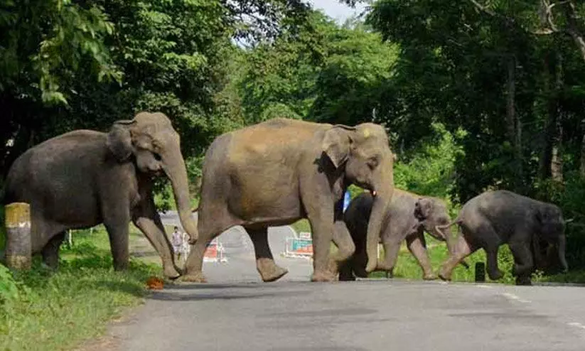 കാട്ടാനക്കൂട്ടം വിലസി; കാന്തല്ലൂരില് 20 ഏക്കറിലെ കൃഷി നശിപ്പിച്ചു കാട്ടാനക്കൂട്ടം വിലസി; കാന്തല്ലൂരില് 20 ഏക്കറിലെ കൃഷി നശിപ്പിച്ചു
