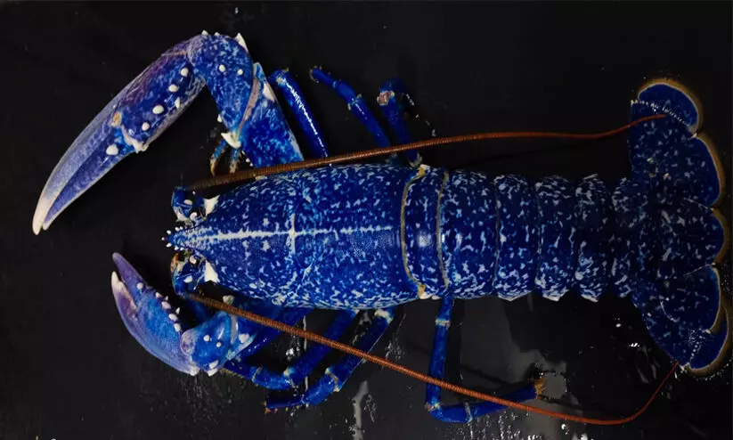 blue lobster blue lobster