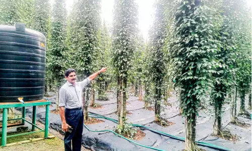 കുരുകുരാ കുരുമുളക്... ഇത് പീറ്റർ ജോസഫിന്‍റെ വിജയഗാഥ