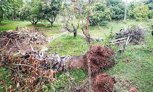 മേച്ചിറയെ വിറപ്പിച്ച് കാട്ടാനകൾ; നാല് മാവും രണ്ട് തെങ്ങും നശിപ്പിച്ചു
