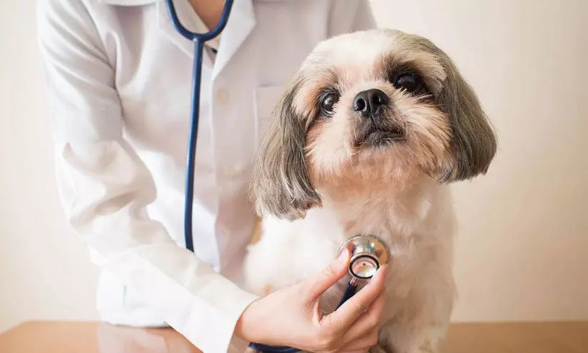 veterinary graduation