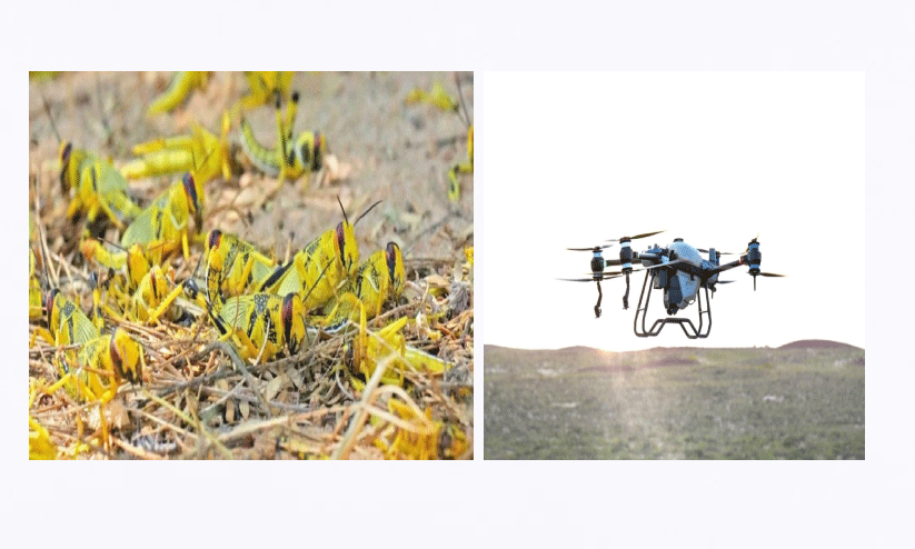 വെ​ട്ടു​കി​ളി​ക​ൾ, വെ​ട്ടു​കി​ളി​ക​ളെ ഡ്രോ​ണു​ക​ളു​ടെ സ​ഹാ​യ​ത്തോ​ടെ തു​ര​ത്തു​ന്നു