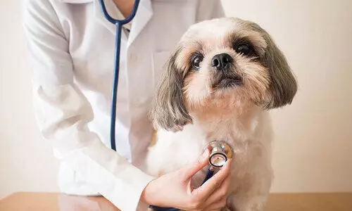 veterinary graduation veterinary graduation