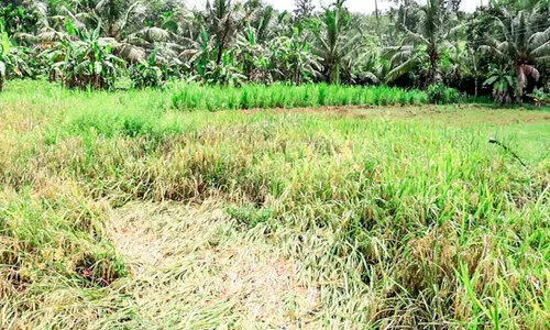 സമീപ നിലങ്ങൾ നികത്തി; ഒന്നരയേക്കര്‍ നെൽപാടം വെള്ളം കയറി നശിക്കുന്നു