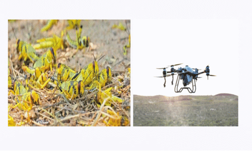 വെ​ട്ടു​കി​ളി​ക​ൾ, വെ​ട്ടു​കി​ളി​ക​ളെ ഡ്രോ​ണു​ക​ളു​ടെ സ​ഹാ​യ​ത്തോ​ടെ തു​ര​ത്തു​ന്നു