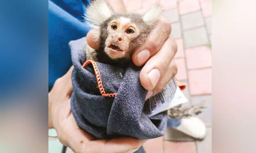 അമരമ്പലം മൃഗാശുപത്രിയിൽ മർമോസറ്റ് മങ്കിക്ക് ചികിത്സ അമരമ്പലം മൃഗാശുപത്രിയിൽ മർമോസറ്റ് മങ്കിക്ക് ചികിത്സ