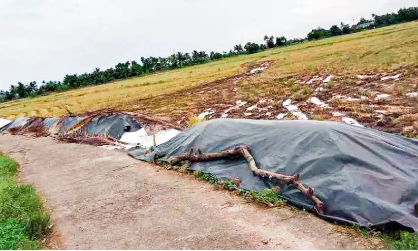 കൊയ്ത നെല്ലെടുക്കാന് വൈകുന്നു; കര്ഷകര് ആശങ്കയില് കൊയ്ത നെല്ലെടുക്കാന് വൈകുന്നു; കര്ഷകര് ആശങ്കയില്