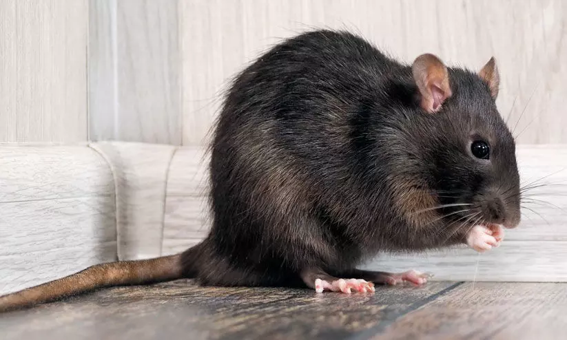 എ​ലി​പ്പ​നി സൂ​ക്ഷി​ക്ക​ണം -ഡി.​എം.​ഒ