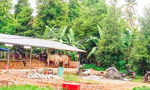 ജനവാസ മേഖലയിൽ അനധികൃത കന്നുകാലി മാര്ക്കറ്റെന്ന് പരാതി ജനവാസ മേഖലയിൽ അനധികൃത കന്നുകാലി മാര്ക്കറ്റെന്ന് പരാതി