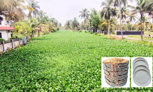 പോള നിറഞ്ഞ് ജലാശയങ്ങൾ; ദുരിതം തിങ്ങി ജനജീവിതം പോള നിറഞ്ഞ് ജലാശയങ്ങൾ; ദുരിതം തിങ്ങി ജനജീവിതം