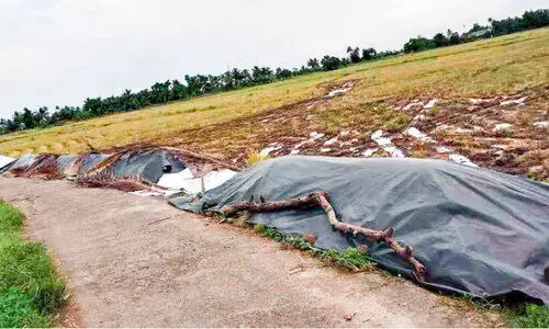 കൊയ്ത നെല്ലെടുക്കാന് വൈകുന്നു; കര്ഷകര് ആശങ്കയില് കൊയ്ത നെല്ലെടുക്കാന് വൈകുന്നു; കര്ഷകര് ആശങ്കയില്