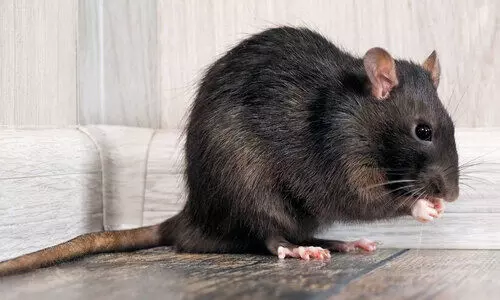 എ​ലി​പ്പ​നി സൂ​ക്ഷി​ക്ക​ണം -ഡി.​എം.​ഒ