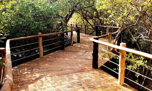 mangrove centre