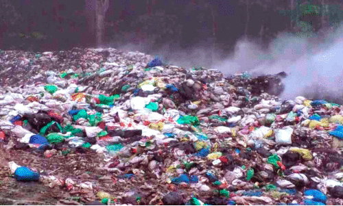 animal fat processing plant animal fat processing plant