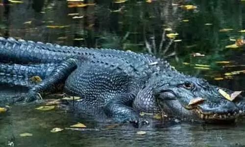 കനാലിൽ കണ്ട മുതലയുടെ വായില്‍ 41കാരിയുടെ മൃതദേഹം