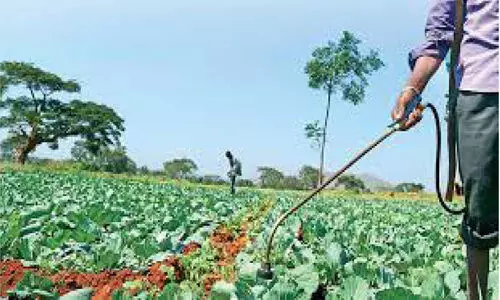 നിരോധിത കീടനാശിനി ഉപയോഗം കൃഷിയിടങ്ങളിൽ വ്യാപകം