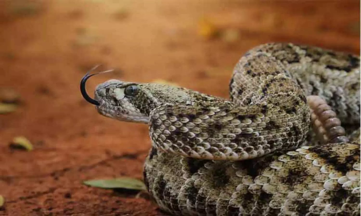 venomous viper
