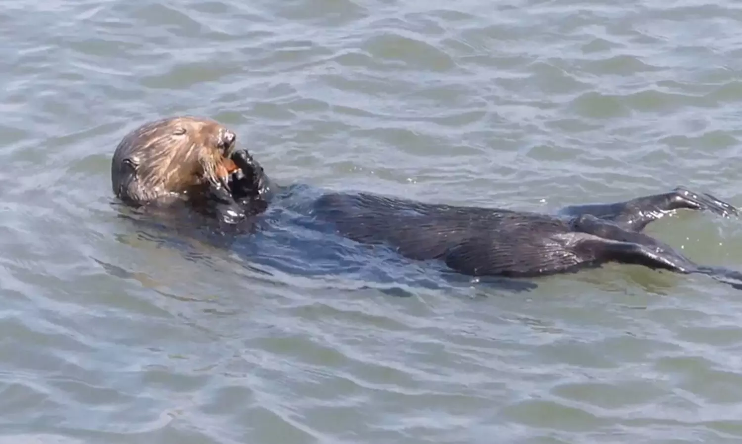സഹികെട്ടു, ഒടുവിൽ നീർനായ ഇരകൾ സംഗമിക്കുന്നു: ഗാന്ധി ജയന്തി ദിനത്തിൽ തെയ്യത്തുംകടവിലാണ് അത്യപൂർവ സംഗമം