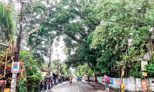 Big Tree in the premise of Vaikom Sub district education office