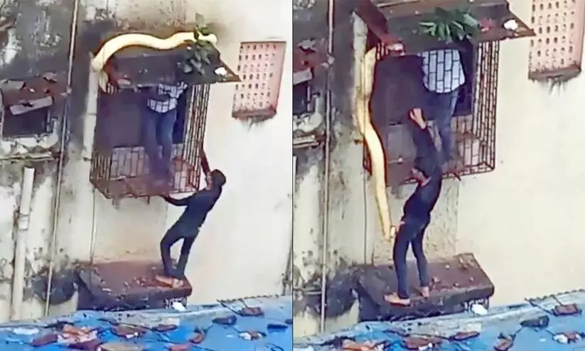 ജനാലയിൽ കുടുങ്ങിയ പെരുമ്പാമ്പ്​,​ രക്ഷകരായി യുവാക്കൾ?; വിഡിയോയൊച്ചൊല്ലി വിവാദം