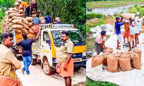 കാത്തിരിപ്പിനറുതി; പരപ്പില്‍ പാടശേഖരത്തിലെ നെല്ലെടുത്തു