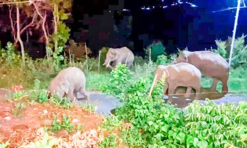 കാന്തല്ലൂരിലെ കാർഷിക മേഖലകൾ തരിശാക്കി കാട്ടാനക്കൂട്ടം കാന്തല്ലൂരിലെ കാർഷിക മേഖലകൾ തരിശാക്കി കാട്ടാനക്കൂട്ടം