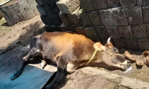 cow died
