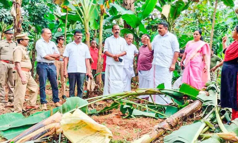 കാട്ടാനകൾ പുതിയ പ്രദേശങ്ങളിലേക്ക്; ആശങ്കയിൽ ഊന്നുകൽ നിവാസികൾ