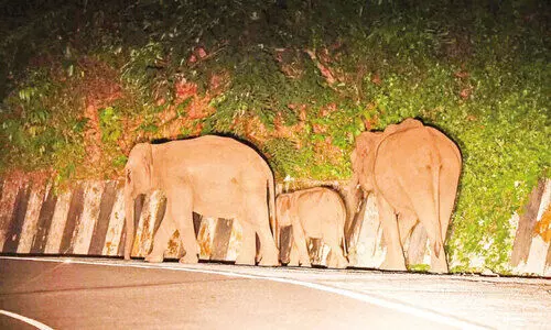 മലപ്പുറം ജി​ല്ല​യി​ൽ കാ​ട്ടാ​ന പ്ര​തി​രോ​ധ​ത്തി​ന് 69.25 കി.​മീ​റ്റ​ർ ഹാ​ങ്ങി​ങ് ഫെ​ൻ​സി​ങ് സ്ഥാ​പി​ക്കും