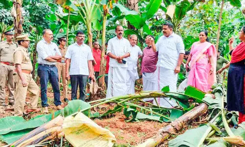 കാട്ടാനകൾ പുതിയ പ്രദേശങ്ങളിലേക്ക്; ആശങ്കയിൽ ഊന്നുകൽ നിവാസികൾ
