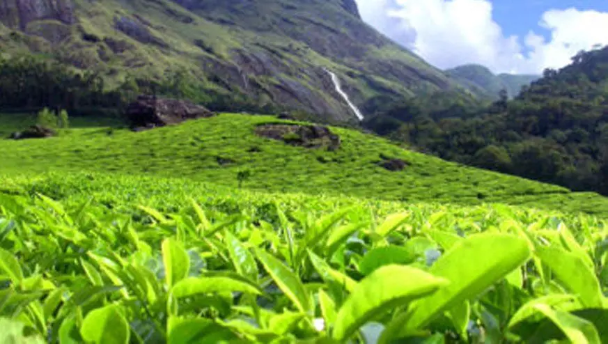 Tata Kannan Devan Hills Tata Kannan Devan Hills