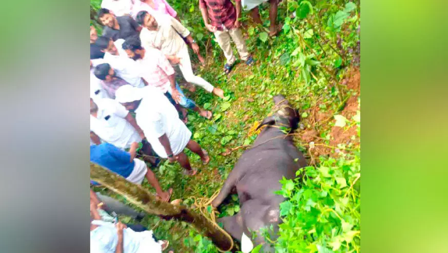 പോത്ത്​ വിരണ്ടോടി; വയോധികക്കും വിദ്യാർഥികൾക്കും പരിക്കേറ്റു