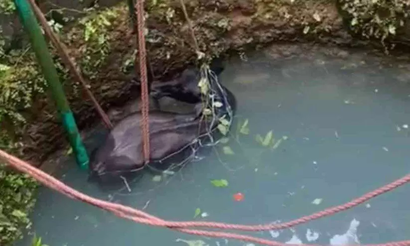 കിണറ്റിൽ വീണ പോത്തിന് അഗ്നിശമന സേന രക്ഷകരായി കിണറ്റിൽ വീണ പോത്തിന് അഗ്നിശമന സേന രക്ഷകരായി