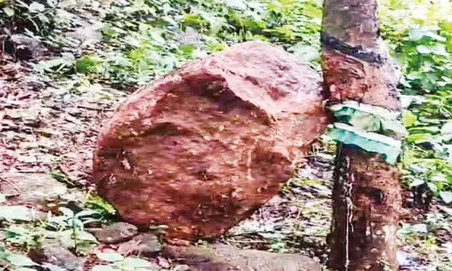 നെന്മിനി എസ്റ്റേറ്റിലെ പാറ പൊട്ടിക്കൽ; പരാതിയുമായി പ്രദേശവാസികൾ നെന്മിനി എസ്റ്റേറ്റിലെ പാറ പൊട്ടിക്കൽ; പരാതിയുമായി പ്രദേശവാസികൾ