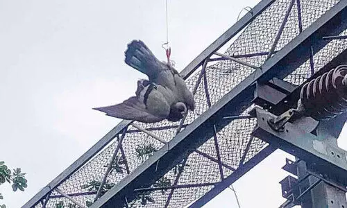 റെയിൽവേ വൈദ്യുതി ലൈനിൽ കുടുങ്ങിയ പ്രാവിനെ രക്ഷ‍പ്പെടുത്തി